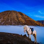 Cheval blanc sur un promontoire rocheux au-dessus d'un océan de nuages, volcan en arrière-plan