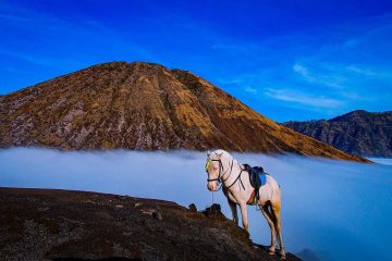 Cheval blanc sur un promontoire rocheux au-dessus d'un océan de nuages, volcan en arrière-plan