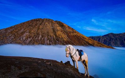 Cheval blanc sur un promontoire rocheux au-dessus d'un océan de nuages, volcan en arrière-plan